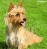 Australian Terrier