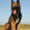 Belgian Tervuren