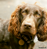 The Boykin Spaniel