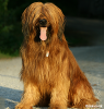 The Briard 