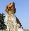The Brittany