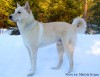 Cannan dog