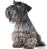 The Cesky terrier