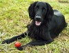 Flat-Coated Retrievers