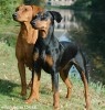 German Pinscher