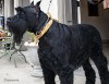 Giant Schnauzers