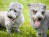 Glen of Imaal Terrier
