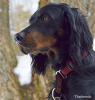 The Gordon Setter