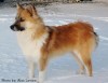 The Icelandic sheepdog