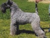 Kerry Blue Terrier