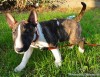 Miniature Bull Terrier