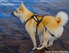 The Norweigan Buhund