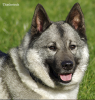 The Norwegian Elkhound