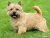 Norwich terriers 