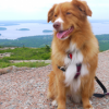 Nova Scotia Duck Tolling Retriever