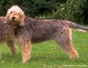 The Otterhound