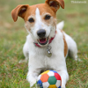 Parson Russell Terrier