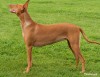 The Pharoah hound