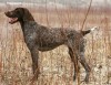 Pointer