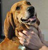 Redbone Coonhound