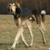 Saluki
