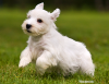 Sealyham Terrier