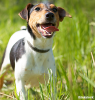 The Smooth Fox Terrier