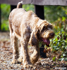 Spinone Italiano