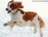 The Welsh Springer Spaniel
