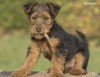 The Welsh Terrier