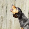The black and tan coonhound