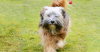 Tibetan Terrier