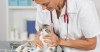 Cat getting an exam by a veterinarian