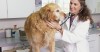 Golden Retriever being examined