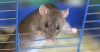 Tips for Keeping Your Exotic Pet Safe from Household Toxins