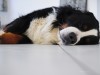 Tuberculosis in Dogs and Cats