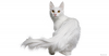 Turkish Angora