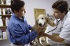 Happy dog at vet's