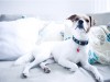 Using Cold Therapy for Dogs