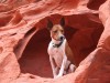 Valley Fever (Coccidioidomycosis) in Dogs