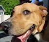 A flatulent pet can indicate a medical condition