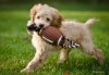 Dog with Football