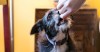 Dog getting a treat