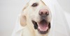 Dog being silly
