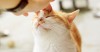 What Vaccines does My Adult Cat Need?