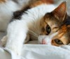 What is Bothering Your Cat? It Could Be Feline Allergies