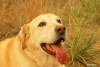 lab dog panting in field 