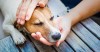 Person holding sick dog