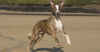 Whippet