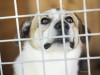 Is Whooping Cough the Same as Kennel Cough?